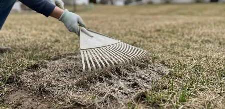 person raking snow mold on lawn