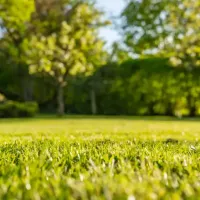 Lawn
