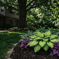 Hostas and Coral Bells in shaded lawn