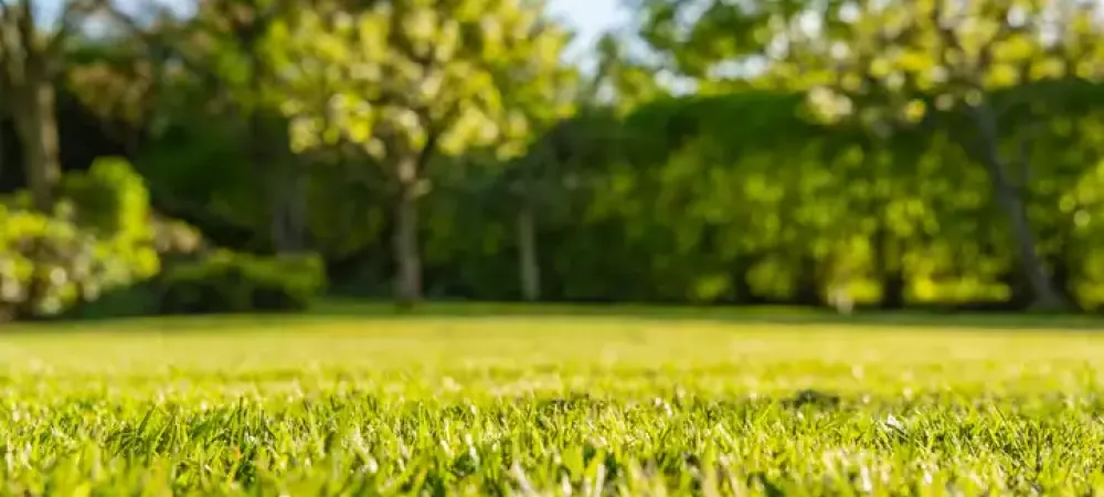 Lawn