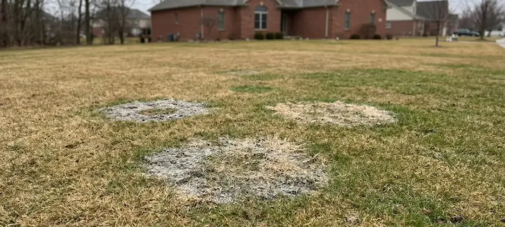 snow mold on a large lawn