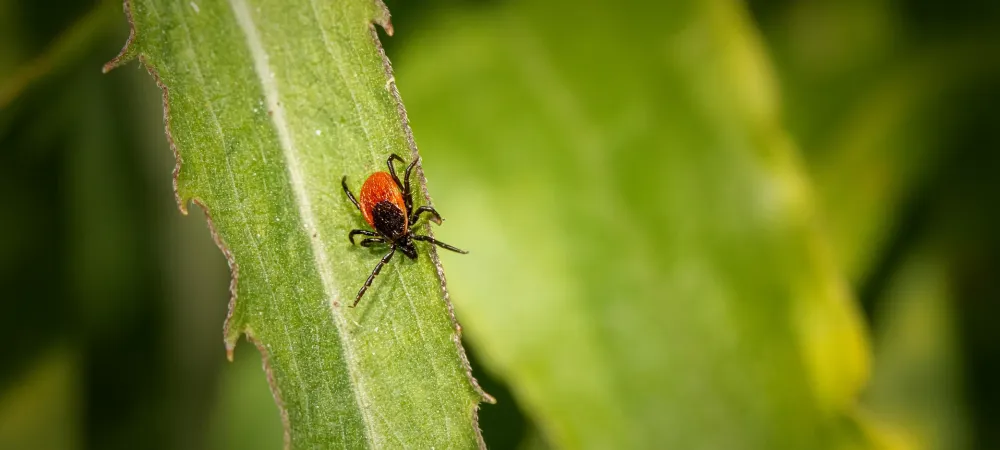 tick on a grass blade