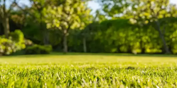 Lawn